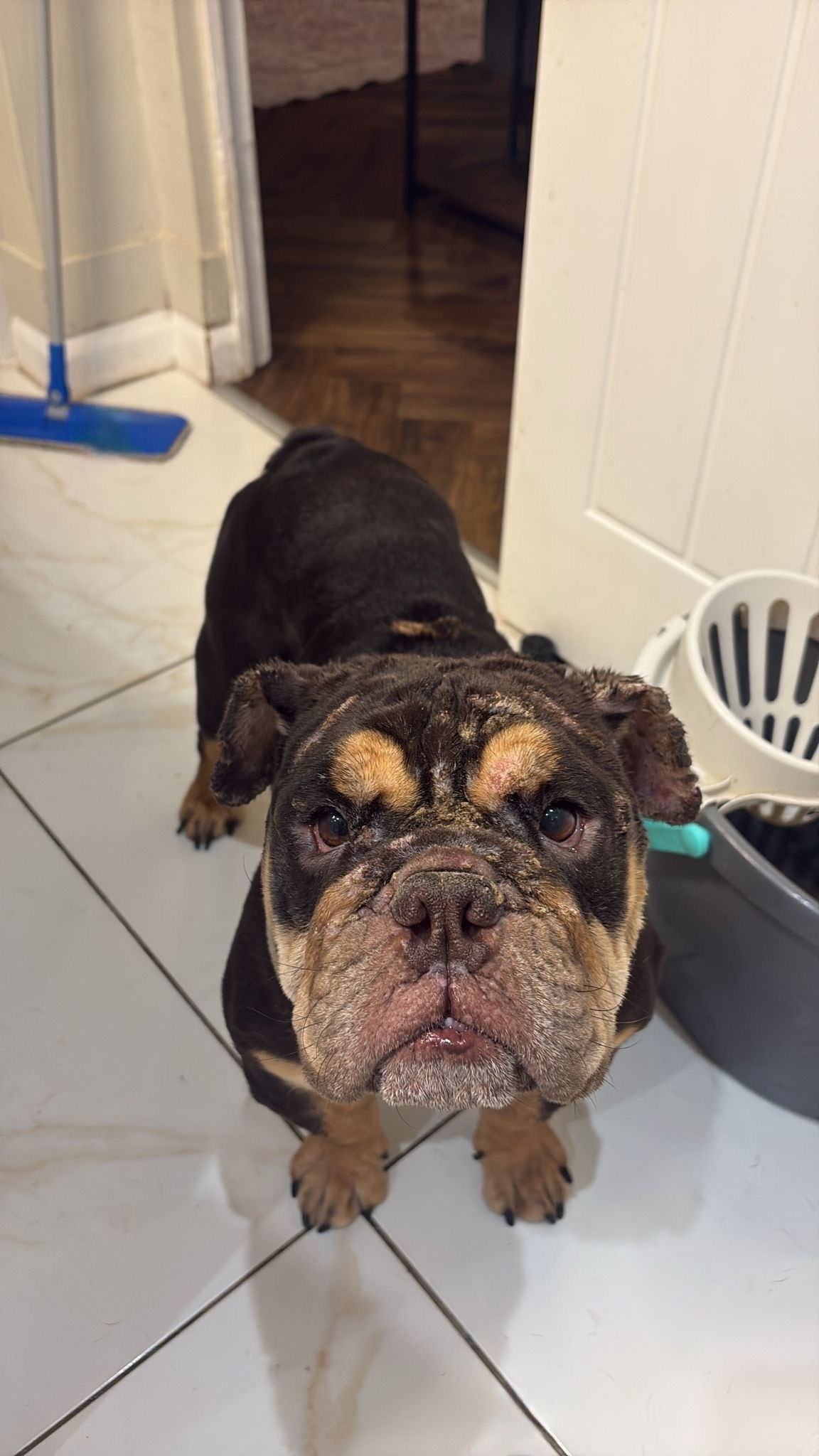 George, a gentle young bulldog needing emergency medical support