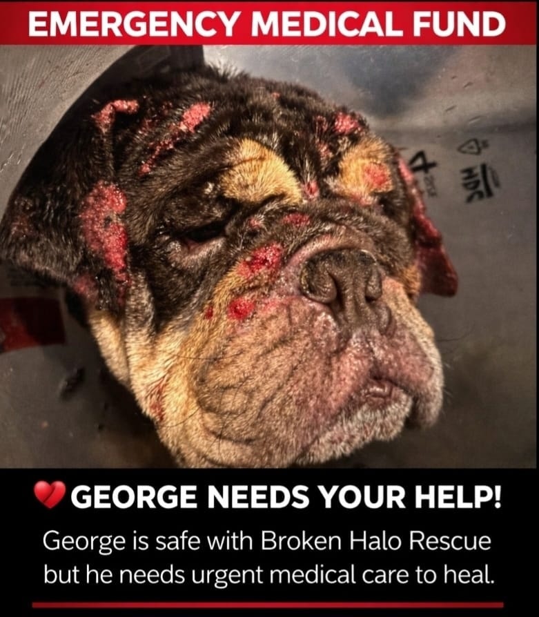 George the bulldog during his urgent medical recovery