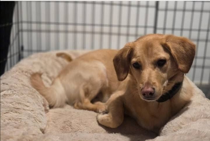 Manny, a clever and loving rescue dog