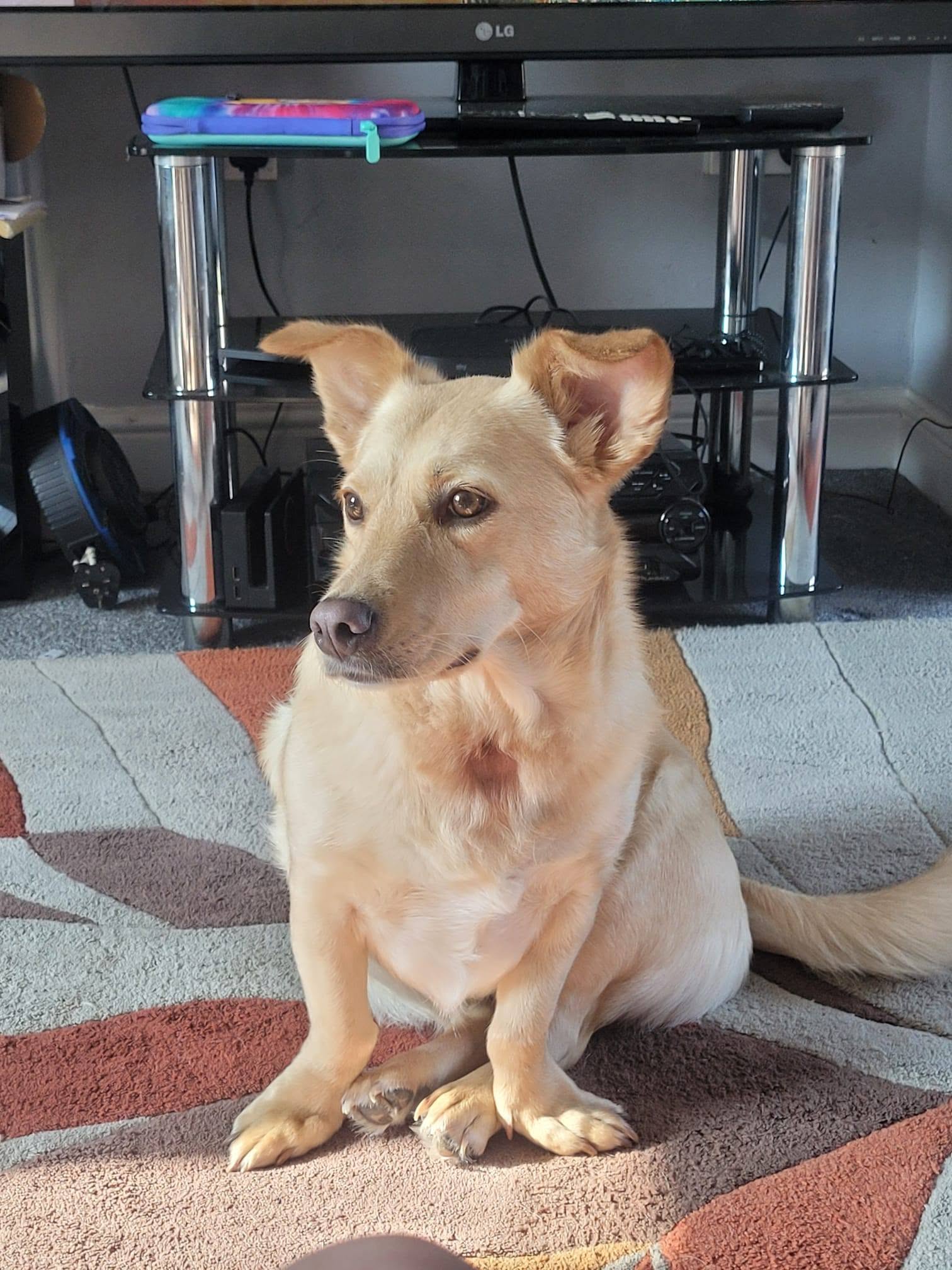 Pixie at Broken Halo Rescue