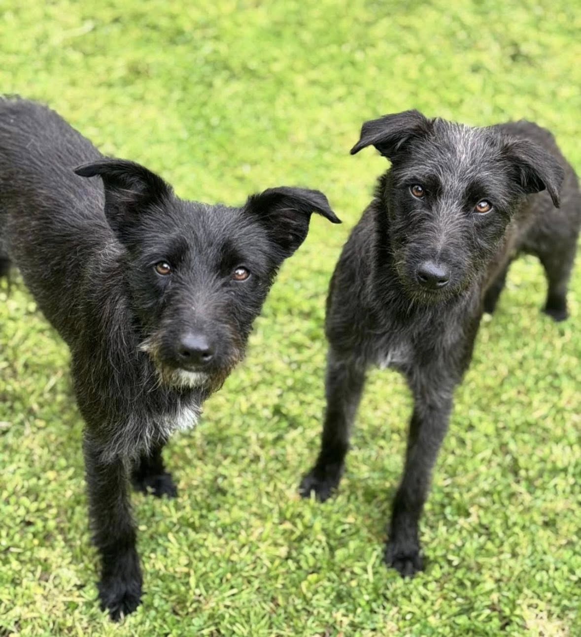 Sadie and Fern at Broken Halo Rescue