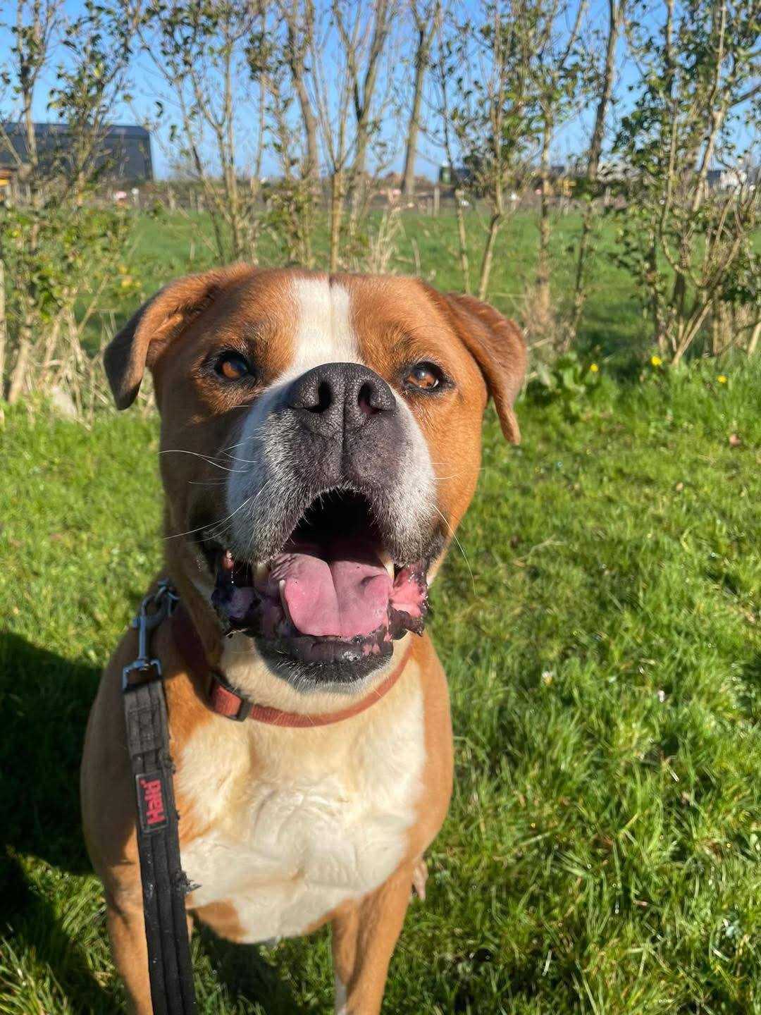 Tobi at Broken Halo Rescue