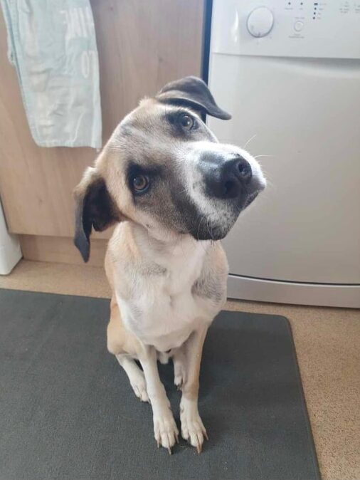 Yuki at Broken Halo Rescue